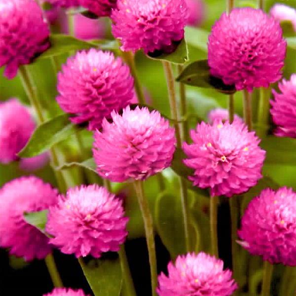 タキイ種苗 千日紅 オードリー ピンクインプ fse168