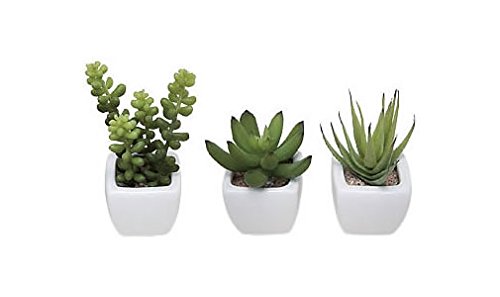 楽天市場 アートクリエイション G0921 光の楽園 多肉植物 価格比較 商品価格ナビ