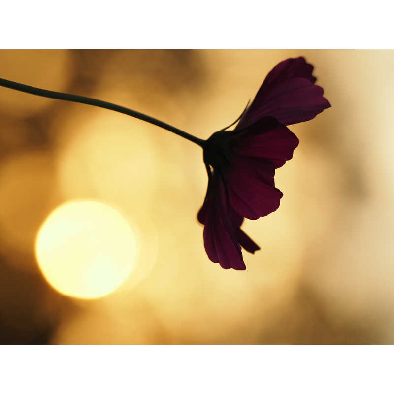 OM SYSTEM 交換用レンズ マイクロフォーサーズ ED40-150F4.0 PRO