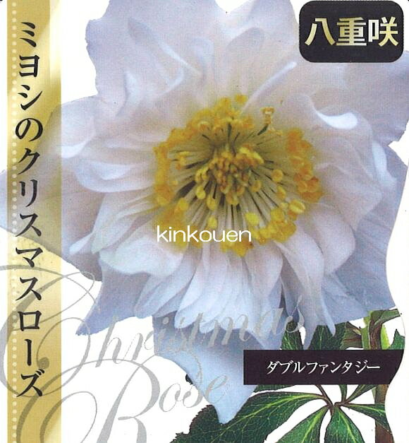 楽天市場 エム アンド ビー フローラ クリスマスローズ ダブルファンタジー 価格比較 商品価格ナビ