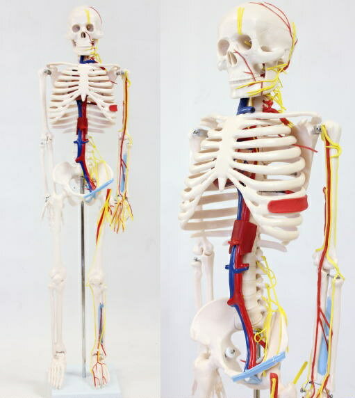 楽天市場】ダイセイ 人骨模型 血管と心臓付ガイコツ 人体模型 jk-3885