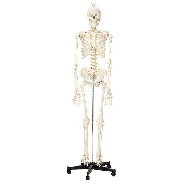 楽天市場 ワールドジェイビー 7ウェルネ 全身骨格模型 等身大 人体模型 骨格模型 価格比較 商品価格ナビ