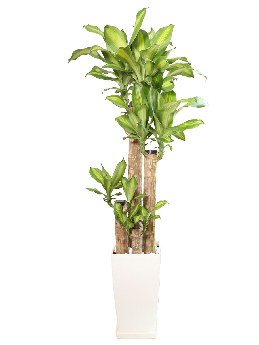 観葉植物 幸福の木 8号角プラスチック鉢