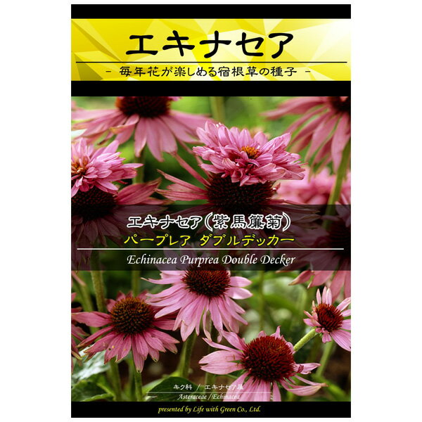 楽天市場 Life With Green エキナセアパープレアダブルデッカー 価格比較 商品価格ナビ