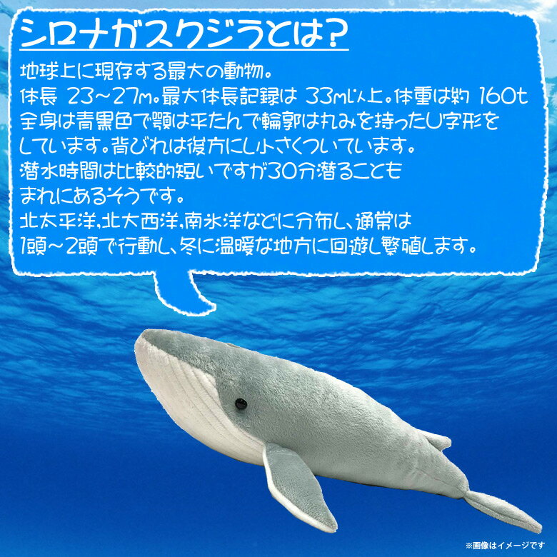 楽天市場】太洋産業貿易 シロナガスクジラ | 価格比較 - 商品