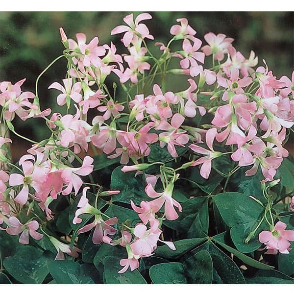 楽天市場 花の大和 花の大和 毎年花が咲く球根 オキザリス トリアングラリスファニー 10球 ピンク 価格比較 商品価格ナビ