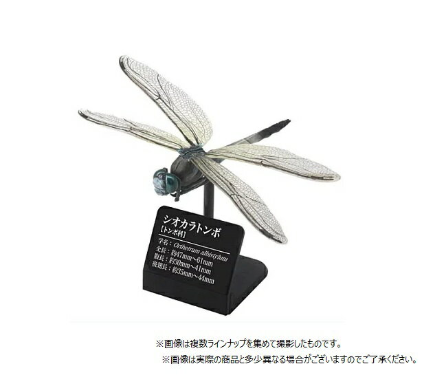 原色図鑑シリーズ 日本のトンボ｜商品情報｜タカラトミーアーツ