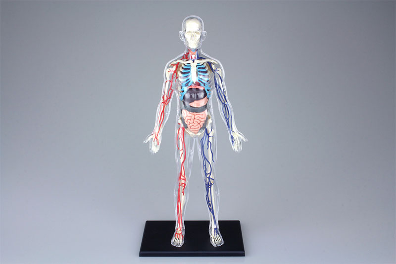 タイムセール 探し方 4D 立体パズル VISION 模型 全身骨格解剖モデル No.08 人体解剖 人体模型