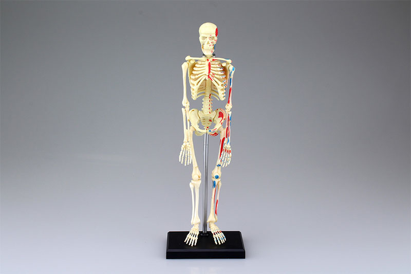 楽天市場】アーテック 人体骨格模型 | 価格比較 - 商品価格ナビ
