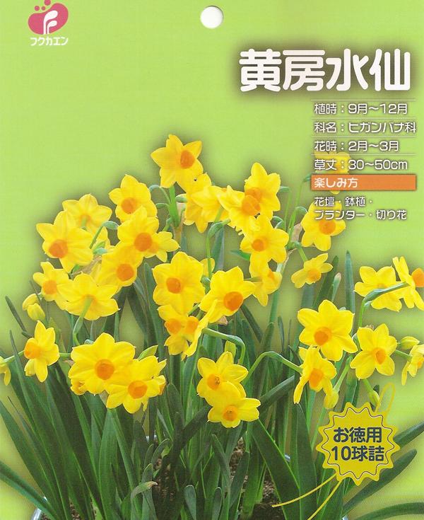 楽天市場 福花園種苗 お徳用水仙 黄房咲き水仙 10球入 球根 価格比較 商品価格ナビ
