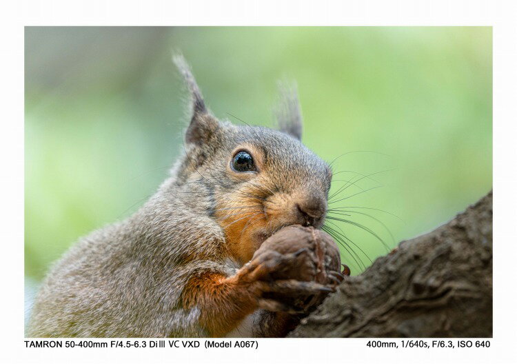 TAMRON ソニーE用 カメラレンズ 50-400F4.5-6.3 DI IIの+