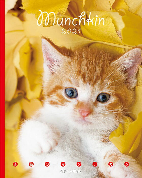 楽天市場 トライエックス 卓上 カレンダー 21年 子猫のマンチカン Book型 ねこ トライエックス 動物 猫 写真 令和3年 暦 価格比較 商品価格ナビ