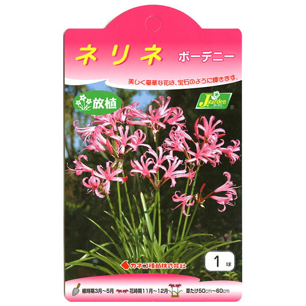 こどもの宮殿 ところで 避ける 球根 ネリネ Motovalue Jp