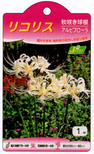 楽天市場 カネコ種苗 球根 リコリス アルビフローラ1球入り 価格比較 商品価格ナビ