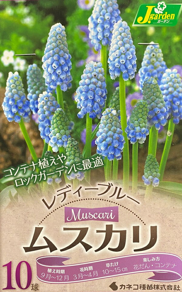 楽天市場】カネコ種苗 花球根ポリキセナ エンシフィリアピンク 3球入 | 価格比較 - 商品価格ナビ