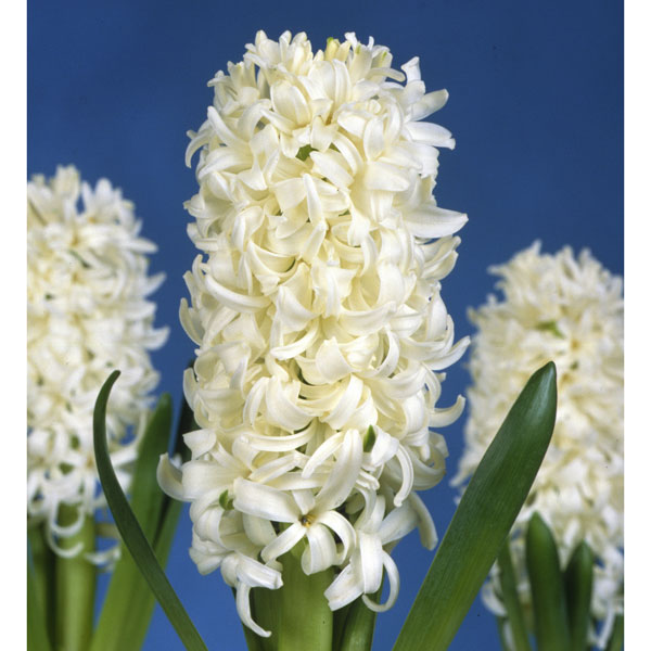 楽天市場 カネコ種苗 水栽培用ヒヤシンス特大球 ホワイトパール 白 1球入り 価格比較 商品価格ナビ