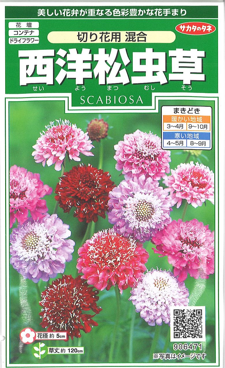 楽天市場 サカタのタネ 西洋松虫草切り花用 混合 種 価格比較 商品価格ナビ
