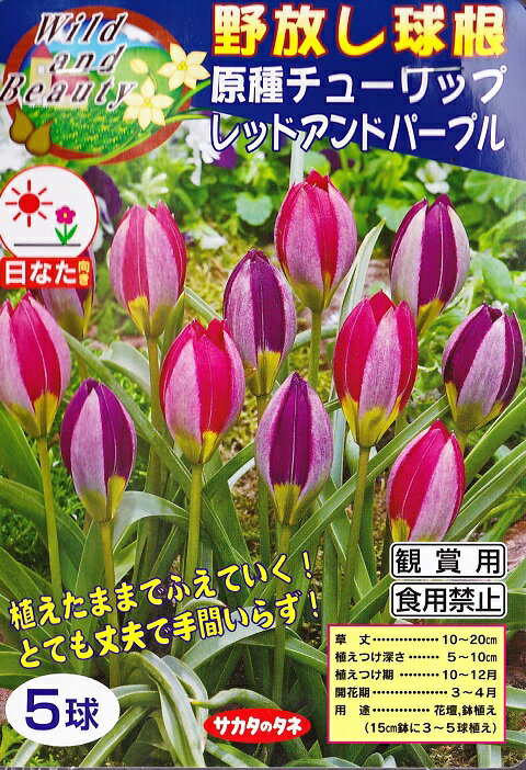 楽天市場 サカタのタネ 野放し球根 原種チューリップ レッドアンドパープル 秋植え球根 5球詰 価格比較 商品価格ナビ