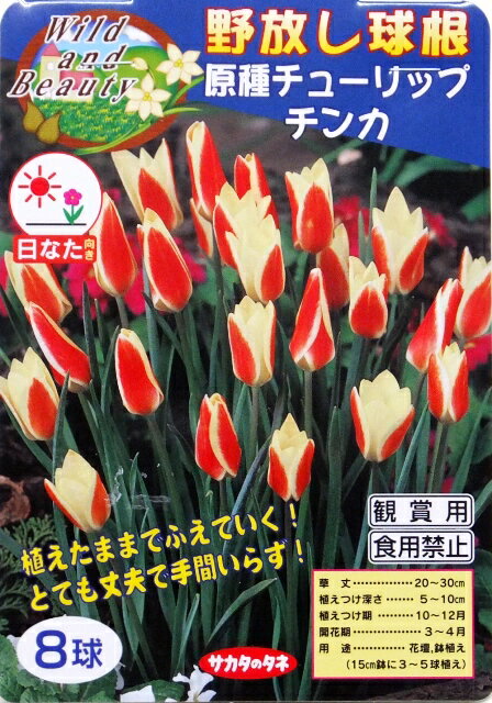 楽天市場 サカタのタネ 野放し球根 原種チューリップ チンカ 秋植え球根 8球詰 価格比較 商品価格ナビ