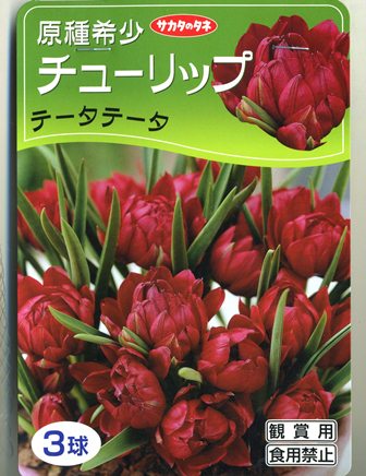 楽天市場 サカタのタネ 原種系チューリップテータテータ 3球詰 価格比較 商品価格ナビ