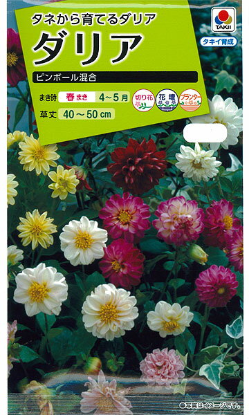 楽天市場】タキイ種苗 ダリアアーリーバード 種 | 価格比較 - 商品価格ナビ