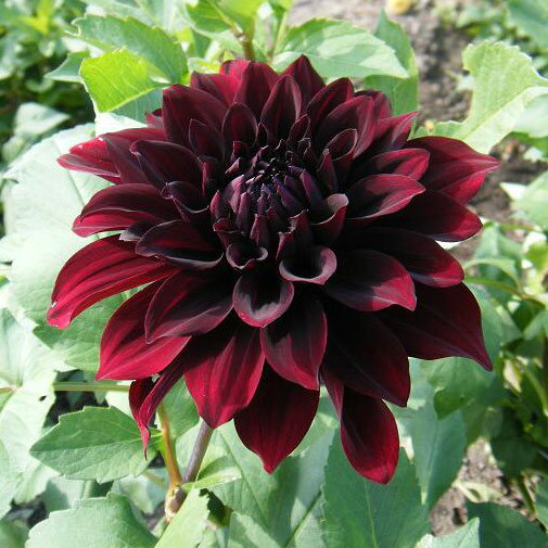 楽天市場 タキイ種苗 球根 ダリア 黒蝶 1球 価格比較 商品価格ナビ