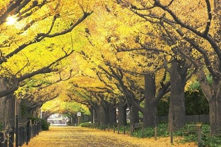 ジグソーパズル 秋柄 黄金色の散歩道-東京 1000ピース 10-734 エポック