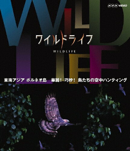 楽天市場】NHKエンタープライズ ワイルドライフ 東南アジア ボルネオ 華麗！巧妙！ 鳥たちの空中ハンティング/Ｂｌｕ−ｒａｙ  Ｄｉｓｃ/NSBS-18317 | 価格比較 - 商品価格ナビ