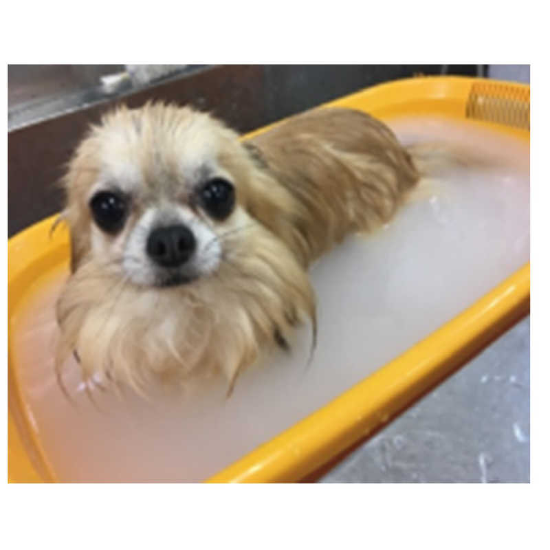 アース ペット 分包 超小型犬 炭酸入浴剤 30g 小型犬 ぬくりん 愛犬用 バラの香り 中型犬 大型犬