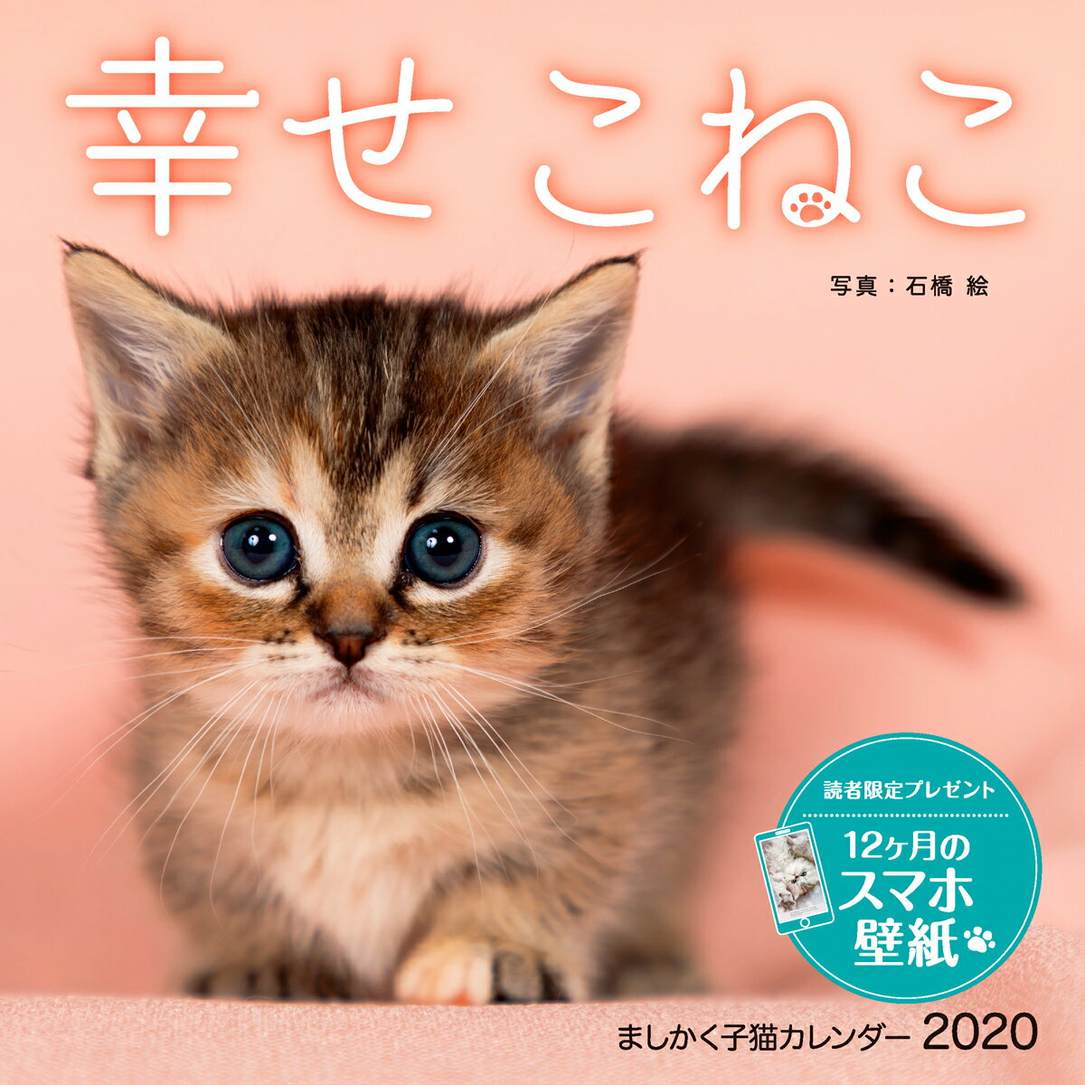 楽天市場 ましかく子猫カレンダー幸せこねこ ２０２０ インプレス 製品詳細 価格比較 商品価格ナビ