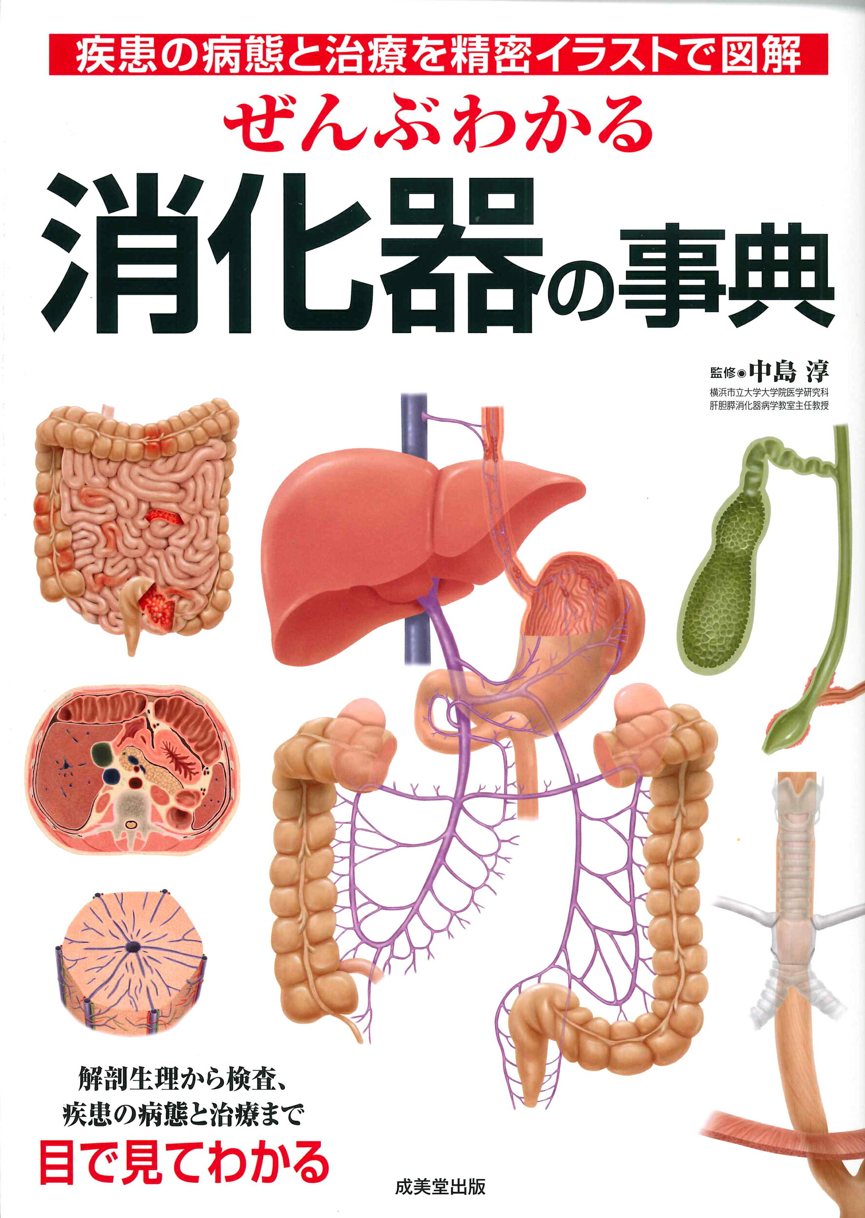 楽天市場 成美堂出版 ぜんぶわかる消化器の事典 疾患の病態と治療を精密イラストで図解 成美堂出版 中島淳 価格比較 商品価格ナビ