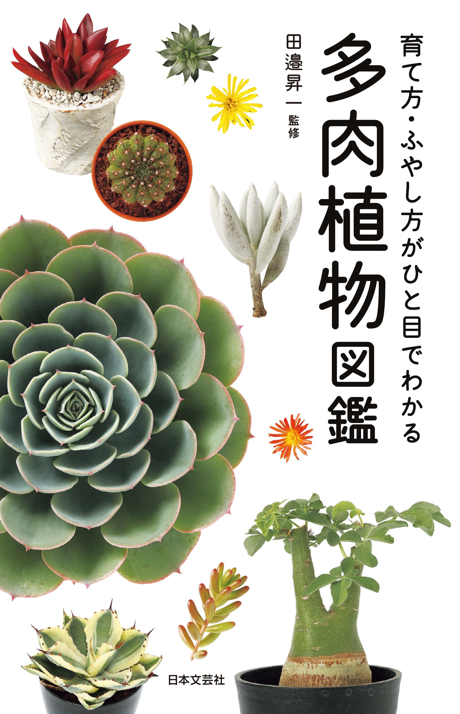 楽天市場】日本文芸社 多肉植物図鑑 育て方・ふやし方がひと目で分かる/日本文芸社/田邉昇一 | 価格比較 - 商品価格ナビ