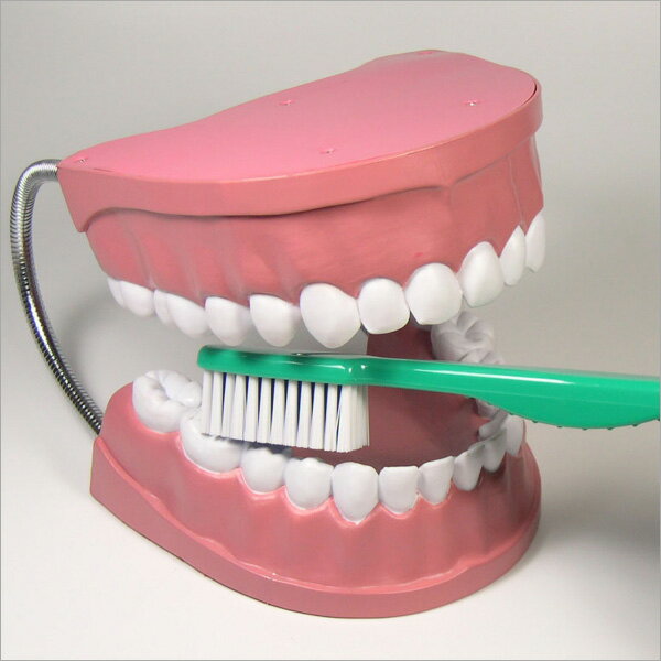 休み 歯の模型 歯磨きの練習 知育 知育玩具 profiletavern.com